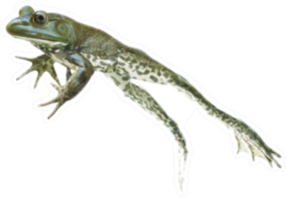 Stop Action Leaping And Jumping Frog On The Go Sticker