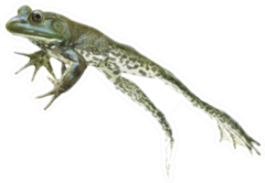 Stop Action Leaping And Jumping Frog On The Go Sticker