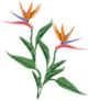Strelitzia Flower Bird Of Paradise Illustration Sticker