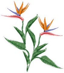 Strelitzia Flower Bird Of Paradise Illustration Sticker