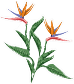 Strelitzia Flower Bird Of Paradise Illustration Sticker