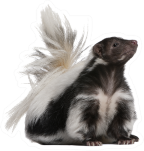 Striped Skunk, Mephitis Mephitis Sticker