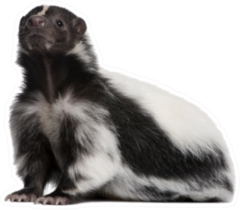 Striped Skunk Sticker