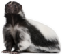 Striped Skunk Sticker
