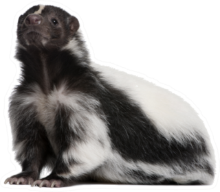 Striped Skunk Sticker