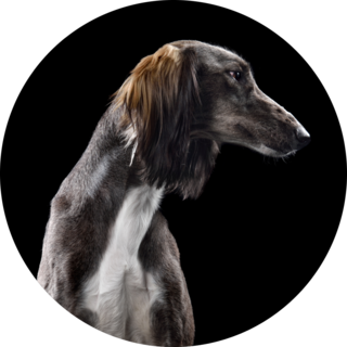 Studio Portrait Saluki Sticker