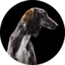 Studio Portrait Saluki Sticker