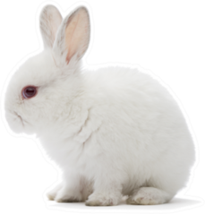 Studio Shot Of A White Rabbit Sticker