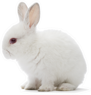 Studio Shot Of A White Rabbit Sticker