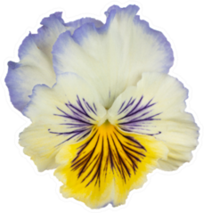Studio Shot Of Beautiful Blue And Yellow Pansy Sticker