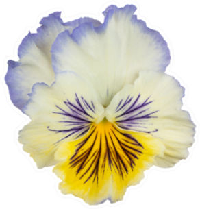 Studio Shot Of Beautiful Blue And Yellow Pansy Sticker