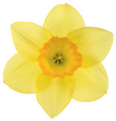 Studio Shot Of Yellow And Orange Colored Daffodil Sticker