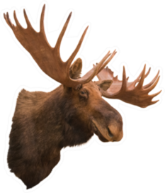 Stuffing Moose Sticker