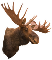Stuffing Moose Sticker