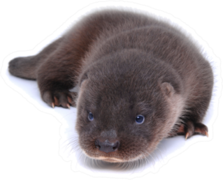 Stunning Baby River Otter Isolated On White Sticker