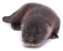 Stunning Baby River Otter Isolated On White Sticker