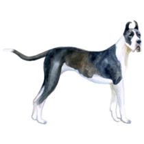 Stunning Great Dane Sticker