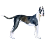 Stunning Great Dane Sticker
