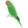 Stunning Parakeet Sticker