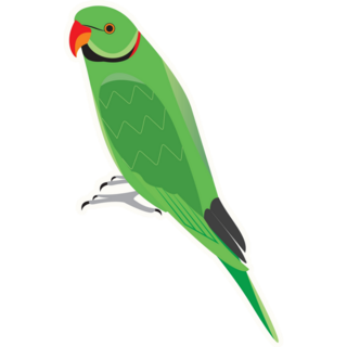 Stunning Parakeet Sticker