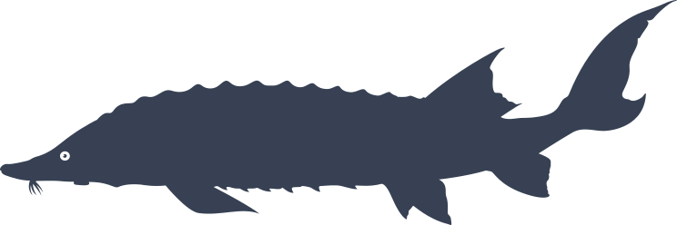 Sturgeon Fish Sticker