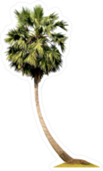 Sugar Palm Tree Sticker