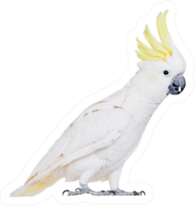 Sulphur-crested Cockatoo, Isolated On White Sticker