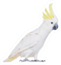 Sulphur-crested Cockatoo, Isolated On White Sticker