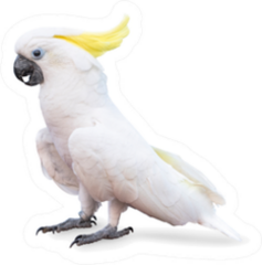 Sulphur Crested Cockatoo Side View Sticker