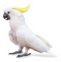 Sulphur Crested Cockatoo Side View Sticker