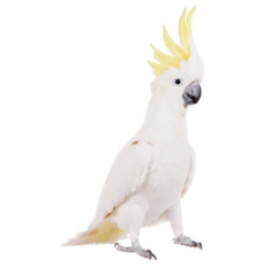 Sulphur-crested White Cockatoo Sticker