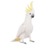 Sulphur-crested White Cockatoo Sticker