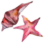 Summer Beach Seashell and Starfish Watercolor Sticker