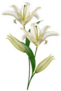 Summer Lily Flower Bunch Sticker
