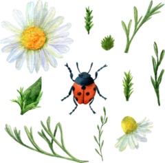 Summer Meadow Plants And Ladybug Sticker