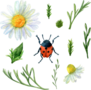 Summer Meadow Plants And Ladybug Sticker