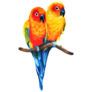 Sun Parakeets Sticker