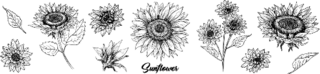 Sunflower Floral Ink Pen Sketch Sticker