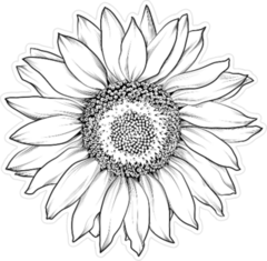 Sunflower Isolated On White Sticker