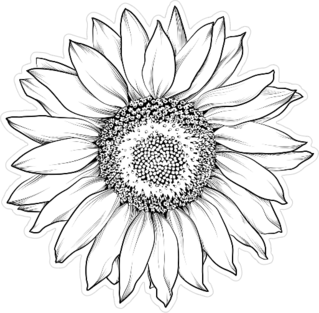 Sunflower Isolated On White Sticker