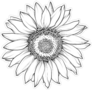 Sunflower Isolated On White Sticker