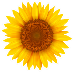 Sunflower Isolated Sticker