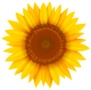 Sunflower Isolated Sticker