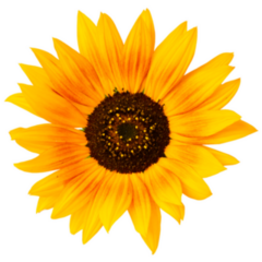 Sunflower Sticker