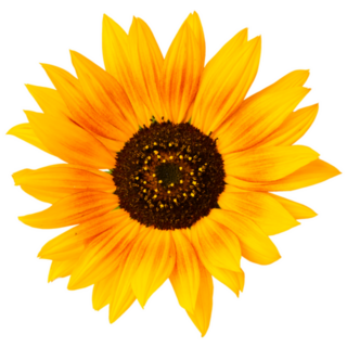 Sunflower Sticker