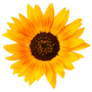 Sunflower Sticker