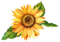 Sunflower Watercolor Illustration Sticker