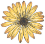 Sunflowers Line Art Illustration Sticker