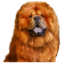Super Fluffy Chow Sticker