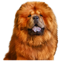 Super Fluffy Chow Sticker